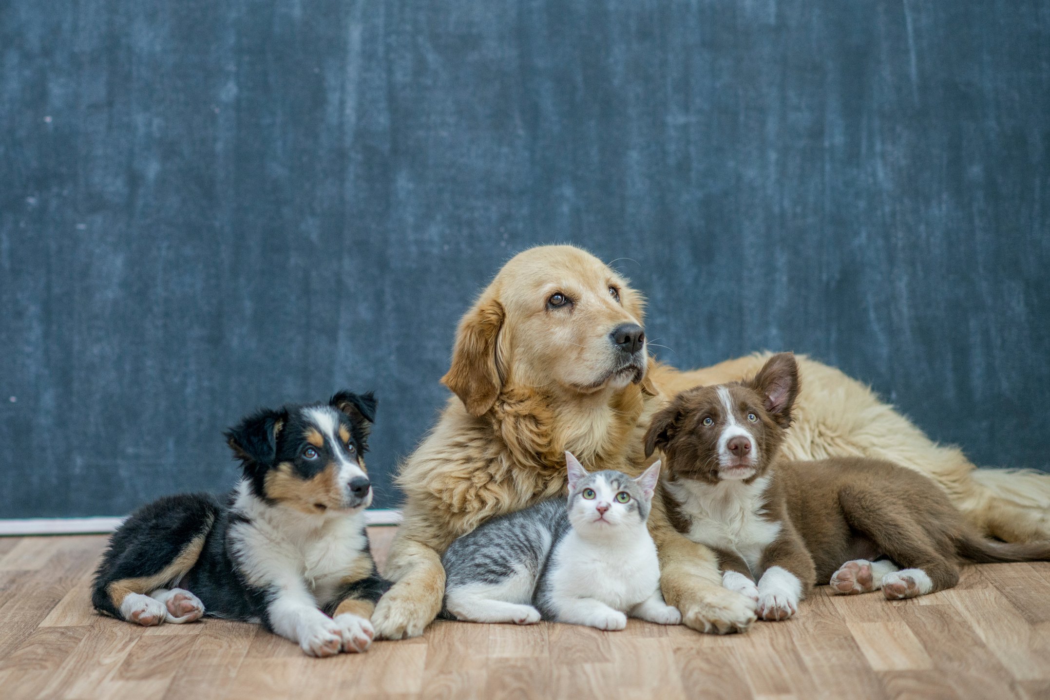 Pets lying together on the floor